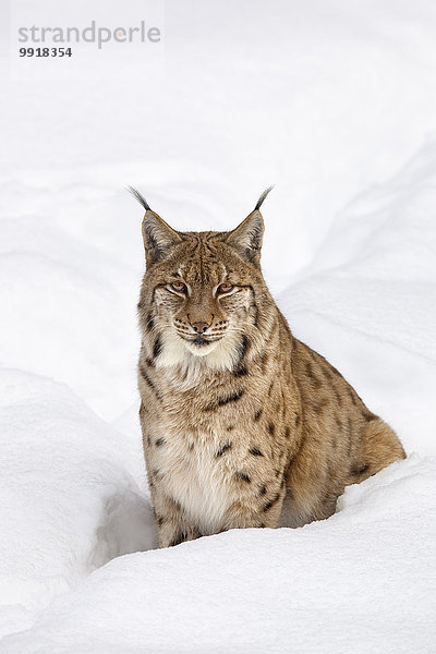 Portrait Winter europäisch Bayern Deutschland Luchs lynx lynx Nationalpark Bayerischer Wald