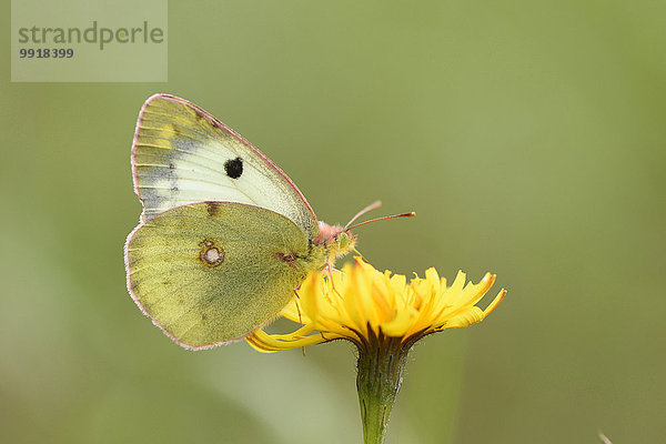 Wolke gelb Close-up Herbst Schmetterling Bayern Deutschland Oberpfalz