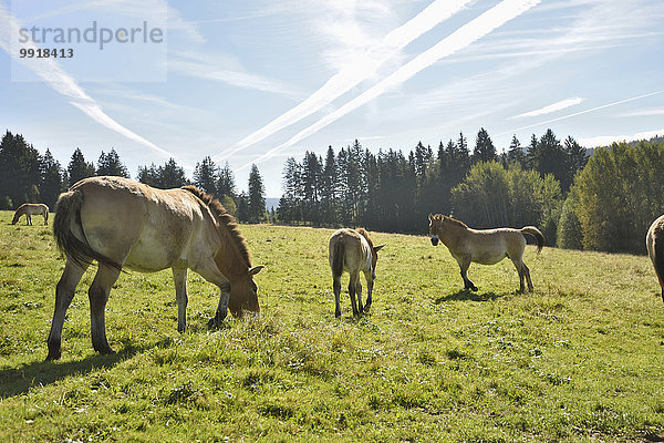 Wildpferd equus ferus Herbst Wiese Bayern Deutschland Nationalpark Bayerischer Wald