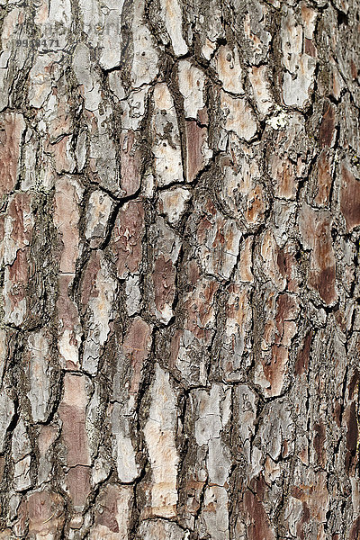 Frankreich Baum Close-up Baumstamm Stamm