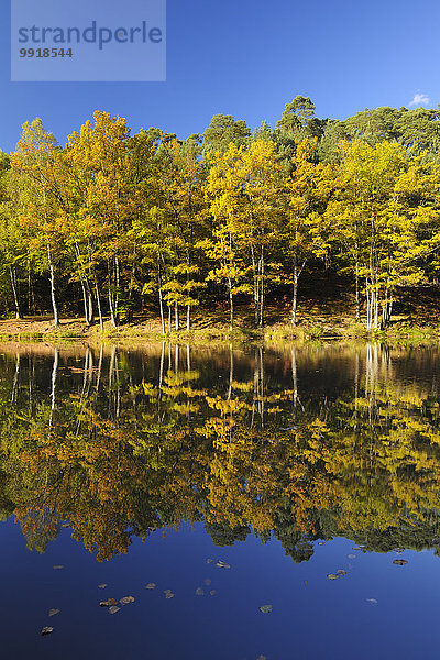Farbaufnahme Farbe Baum See Herbst Deutschland Rheinland-Pfalz
