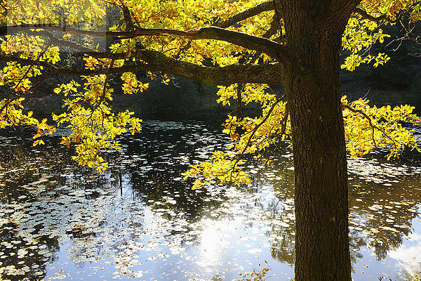 Farbaufnahme Farbe Baum Herbst Eiche Sonnenlicht Deutschland Rheinland-Pfalz