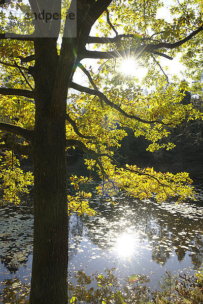 Farbaufnahme Farbe Baum Herbst Eiche Deutschland Sonne Rheinland-Pfalz
