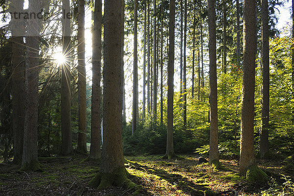 Wald Herbst immergrünes Gehölz Deutschland Sonne Rheinland-Pfalz