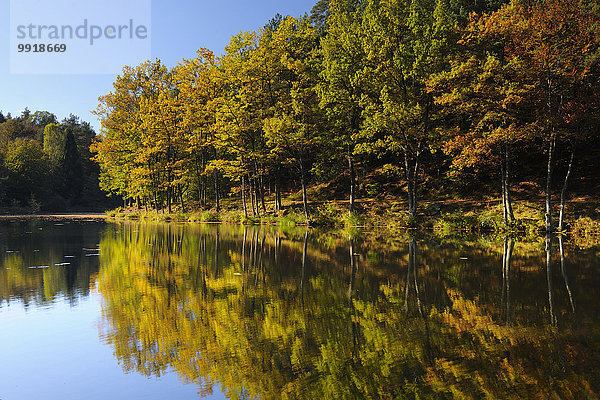 Baum See Herbst Deutschland Rheinland-Pfalz