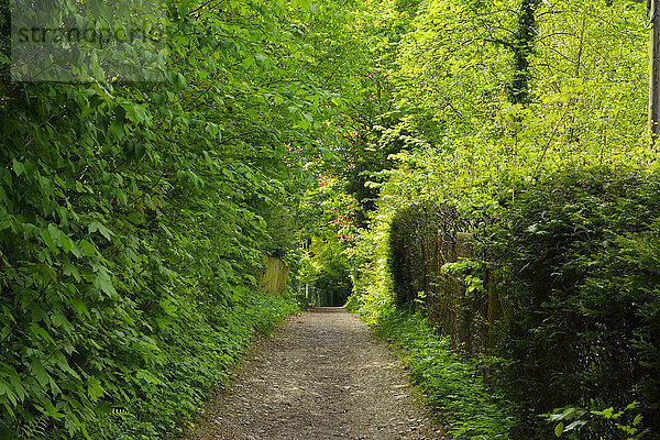 Weg Starnberger See Bayern Deutschland Seeufer Oberbayern