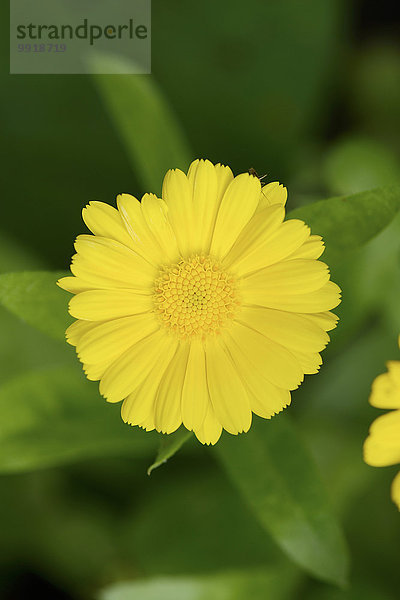 Ringelblume Calendula officinalis Sommer Blüte Close-up Garten Bayern Deutschland