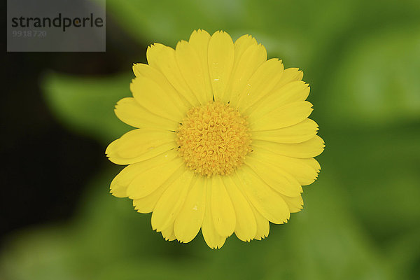 Ringelblume Calendula officinalis Sommer Blüte Close-up Garten Bayern Deutschland