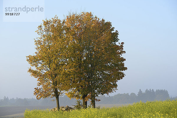 Landschaftlich schön landschaftlich reizvoll Baum Norwegen Herbst Ansicht Ahorn Bayern Deutschland Oberpfalz