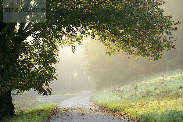Landschaftlich schön landschaftlich reizvoll Morgen Baum über Weg hängen Nebel Ast Herbst Ansicht Bayern Deutschland Oberpfalz