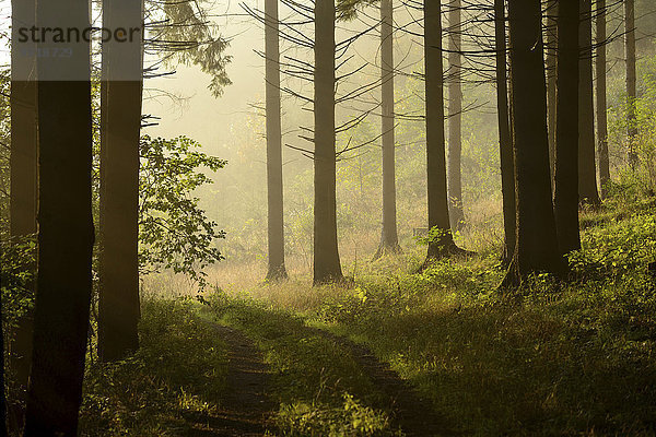 Fichte Tanne Landschaftlich schön landschaftlich reizvoll Morgen Wald Nebel Norwegen Herbst Ansicht Bayern Deutschland Oberpfalz