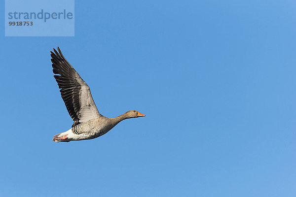 fliegen fliegt fliegend Flug Flüge Europa Himmel blau Graugans Anser anser Deutschland Gans Hessen