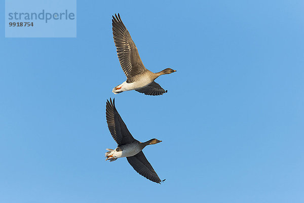 fliegen fliegt fliegend Flug Flüge Europa Himmel blau Bohne Gans Deutschland Hessen