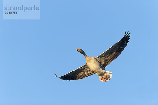 fliegen fliegt fliegend Flug Flüge Europa Himmel blau Graugans Anser anser Deutschland Gans Hessen