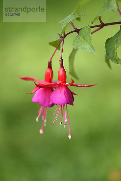 Sommer Close-up blühen Garten rot Bayern Fuchsie Deutschland