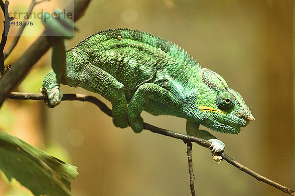 Chamäleon Chamaeleo chamaeleon Close-up Bayern Deutschland Panther