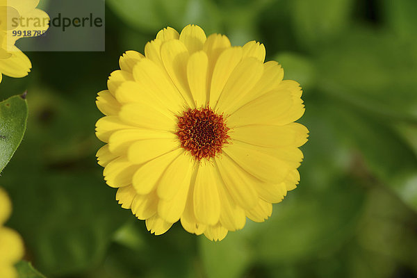 Ringelblume Calendula officinalis Sommer Blüte Close-up Garten Bayern Deutschland