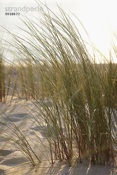 Frankreich Wärme Sonnenlicht Düne Gras Arcachon Aquitanien