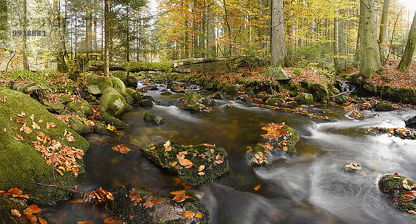 Landschaft Wald fließen Herbst Bayern Deutschland Nationalpark Bayerischer Wald