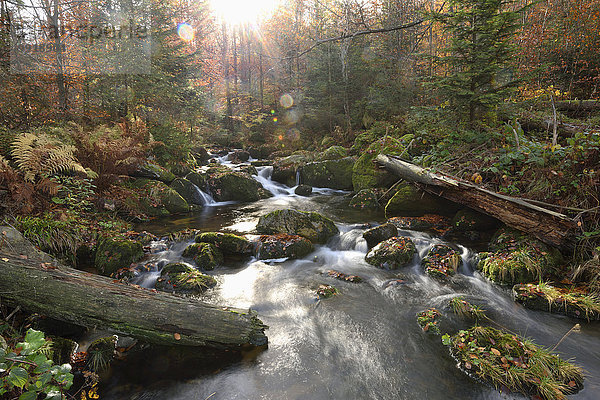 Landschaft Wald fließen Fluss Herbst Bayern Deutschland Nationalpark Bayerischer Wald