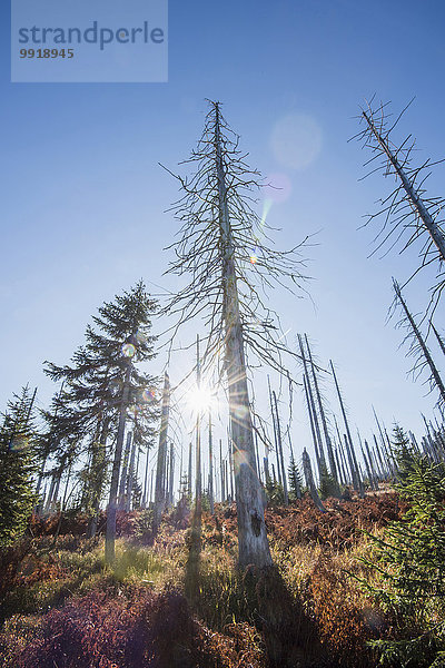 Baum Norwegen töten Fichte Bayern Käfer Deutschland Nationalpark Bayerischer Wald