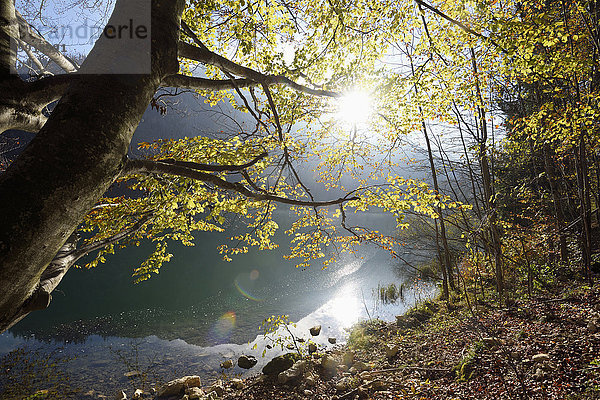 nebeneinander neben Seite an Seite europäisch Baum Herbst Buche Buchen Österreich