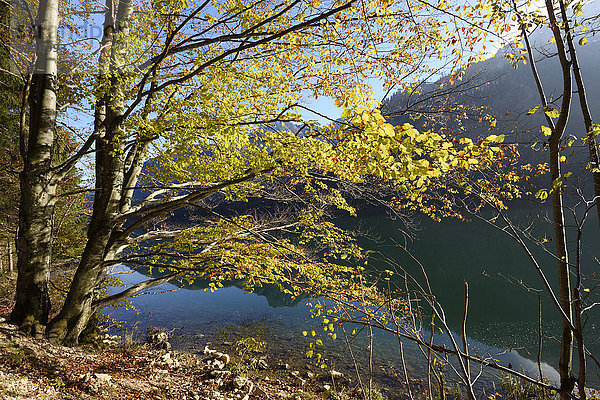 nebeneinander neben Seite an Seite europäisch Baum Herbst Buche Buchen Österreich