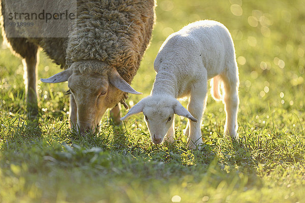 Lamm Schaf Ovis aries Close-up Wiese Mutter - Mensch Widder - Sternzeichen Bayern Deutschland