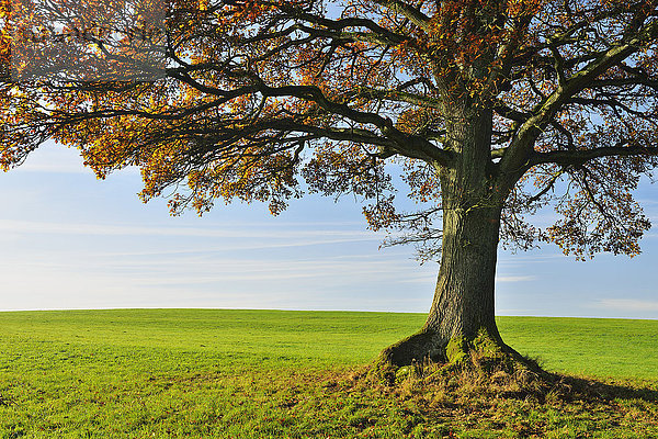 Baum Herbst Eiche Deutschland Hessen
