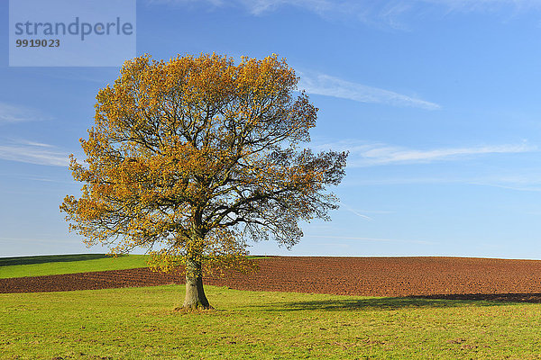 Baum Herbst Eiche Deutschland Hessen