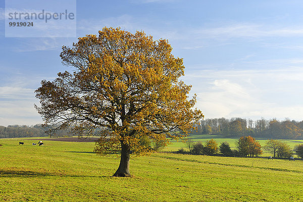 Baum Herbst Eiche Deutschland Hessen