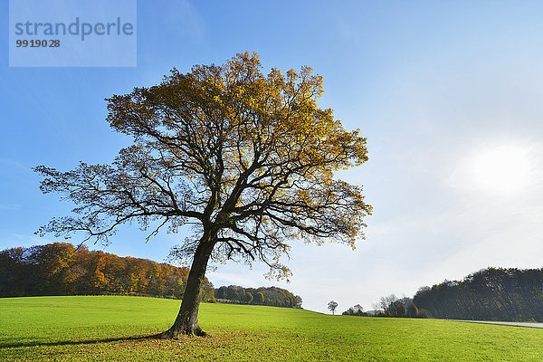 Baum Herbst Eiche Deutschland Hessen Sonne