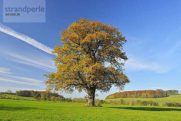 Baum Herbst Eiche Deutschland Hessen