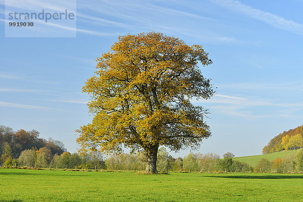 Baum Herbst Eiche Deutschland Hessen