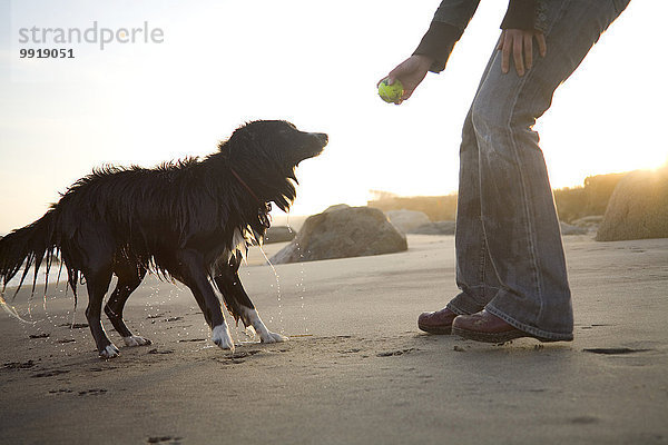 Vereinigte Staaten von Amerika USA Strand Hund Spiel Weinberg