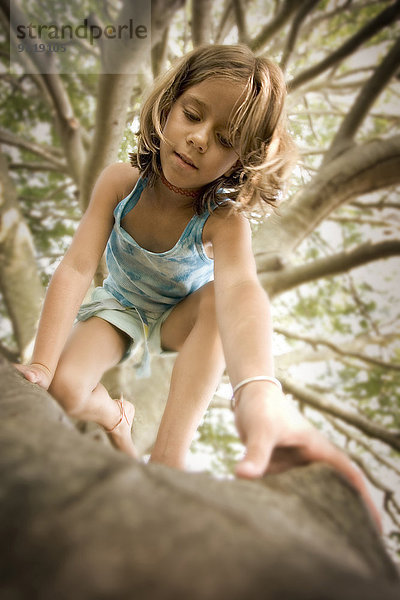 Vereinigte Staaten von Amerika USA niedrig Baum Ansicht jung Flachwinkelansicht Mädchen Winkel klettern