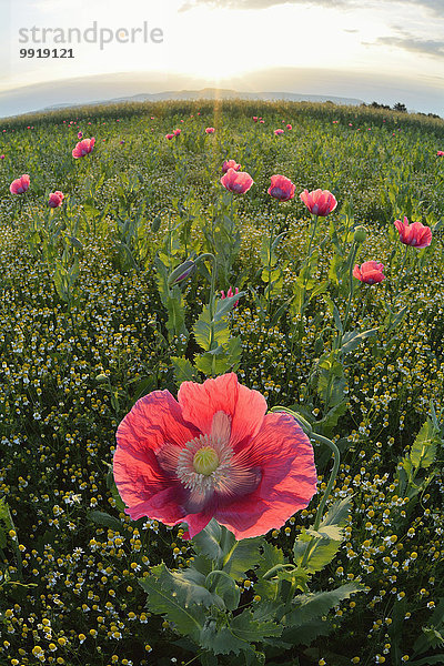 Schlafmohn papaver somniferum Opium Sonnenaufgang Feld Mohn Deutschland Hessen