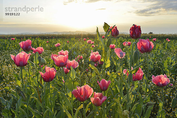 Schlafmohn papaver somniferum Opium Sonnenaufgang Feld Mohn Deutschland Hessen