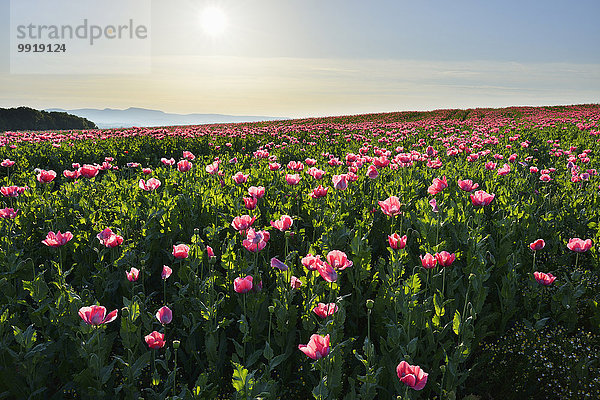 Schlafmohn papaver somniferum Opium Morgen Feld Mohn Deutschland Hessen Sonne