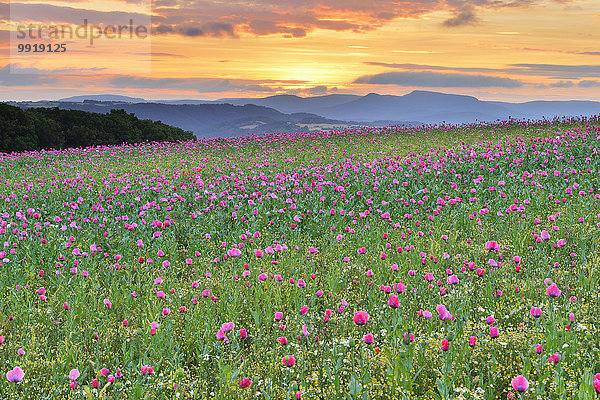 Schlafmohn papaver somniferum Opium Sommer Sonnenaufgang Feld Mohn Deutschland Hessen