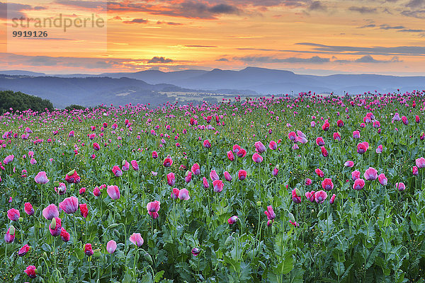 Schlafmohn papaver somniferum Opium Sommer Sonnenaufgang Feld Mohn Deutschland Hessen