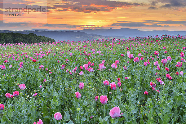 Schlafmohn papaver somniferum Opium Sommer Sonnenaufgang Feld Mohn Deutschland Hessen