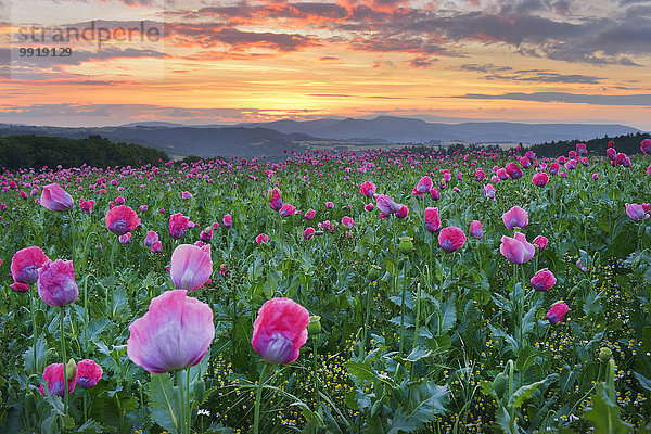 Schlafmohn papaver somniferum Opium Sommer Sonnenaufgang Feld Mohn Deutschland Hessen