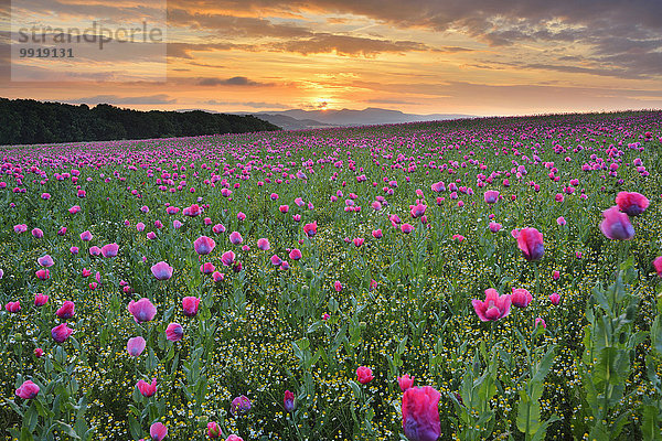 Schlafmohn papaver somniferum Opium Sommer Sonnenaufgang Feld Mohn Deutschland Hessen