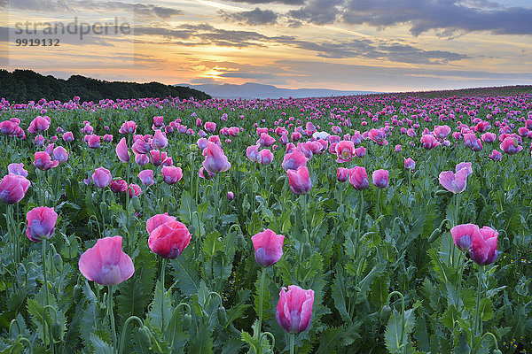 Schlafmohn papaver somniferum Opium Sommer Sonnenaufgang Feld Mohn Deutschland Hessen