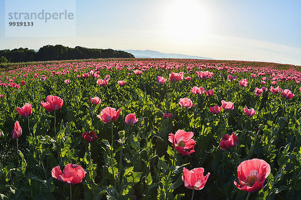 Schlafmohn papaver somniferum Opium Morgen Feld Mohn Deutschland Hessen Sonne