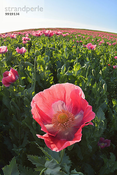 Schlafmohn papaver somniferum Opium Morgen Feld Mohn Deutschland Hessen Sonne