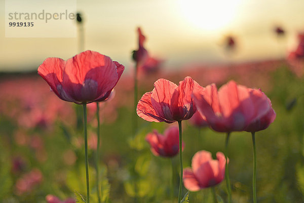 Schlafmohn papaver somniferum Opium Sonnenaufgang Close-up Mohn Deutschland Hessen