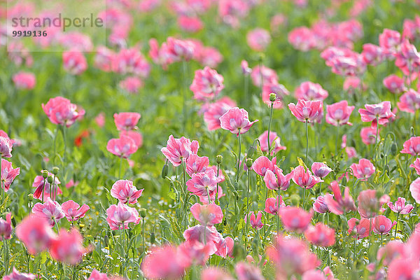 Schlafmohn papaver somniferum Opium Sommer Close-up Feld Mohn Deutschland Hessen