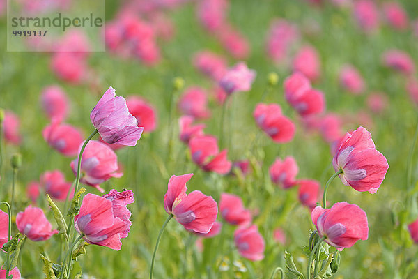 Schlafmohn papaver somniferum Opium Sommer Close-up Feld Mohn Deutschland Hessen